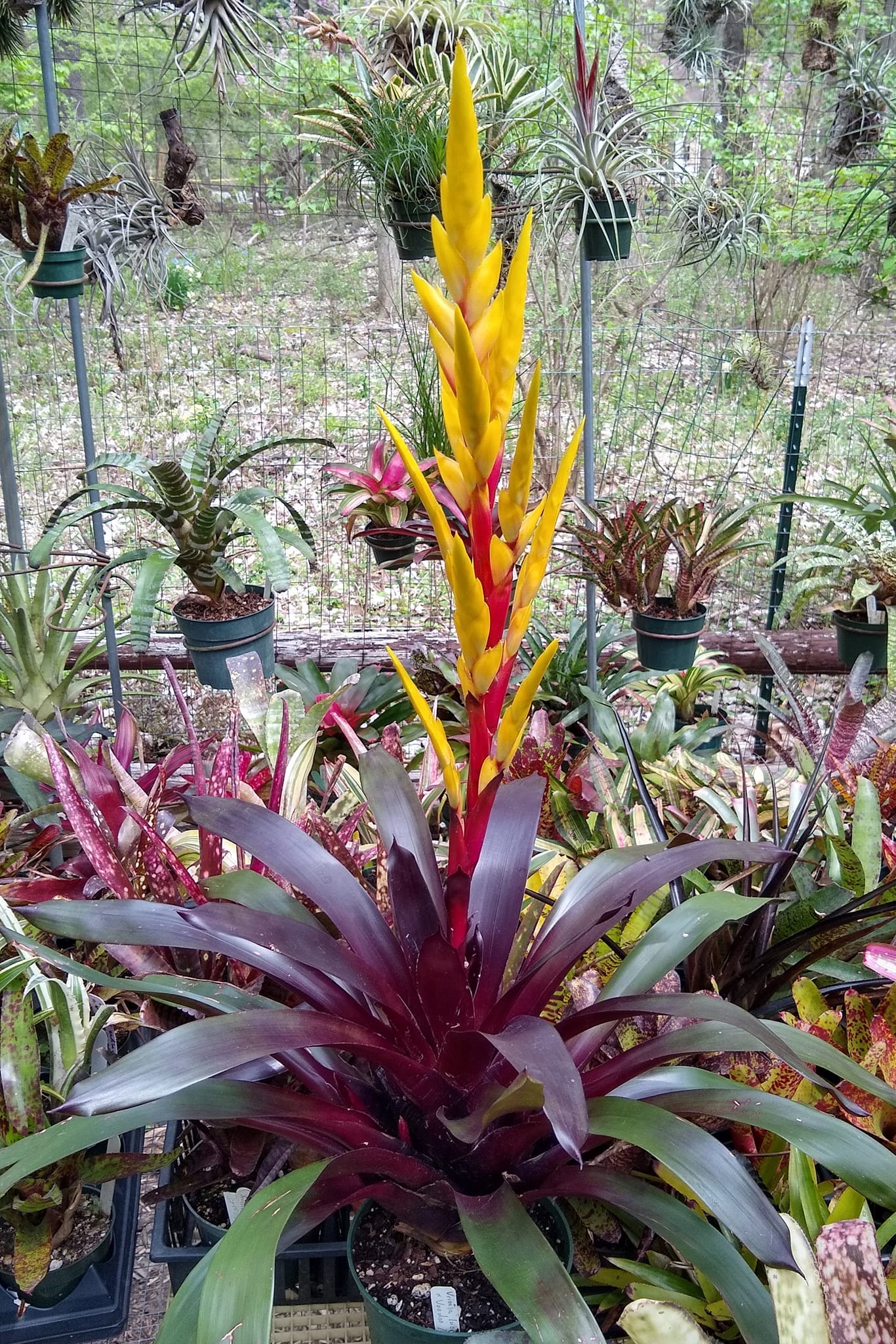 Vriesea - Niagara fall -Maroochy smooth -sushi - Green Goblin x 