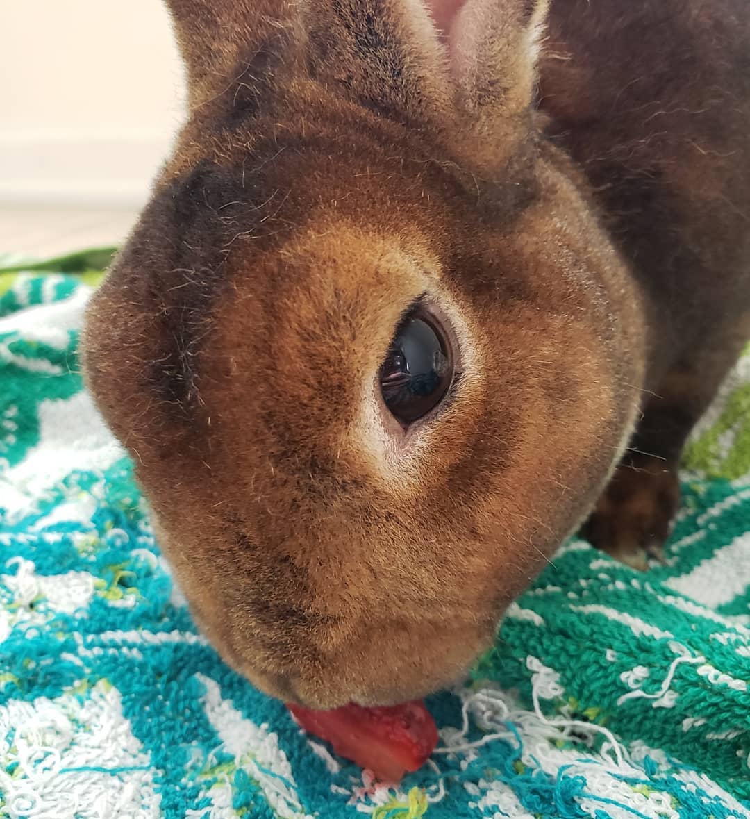 Rabbit Smarties