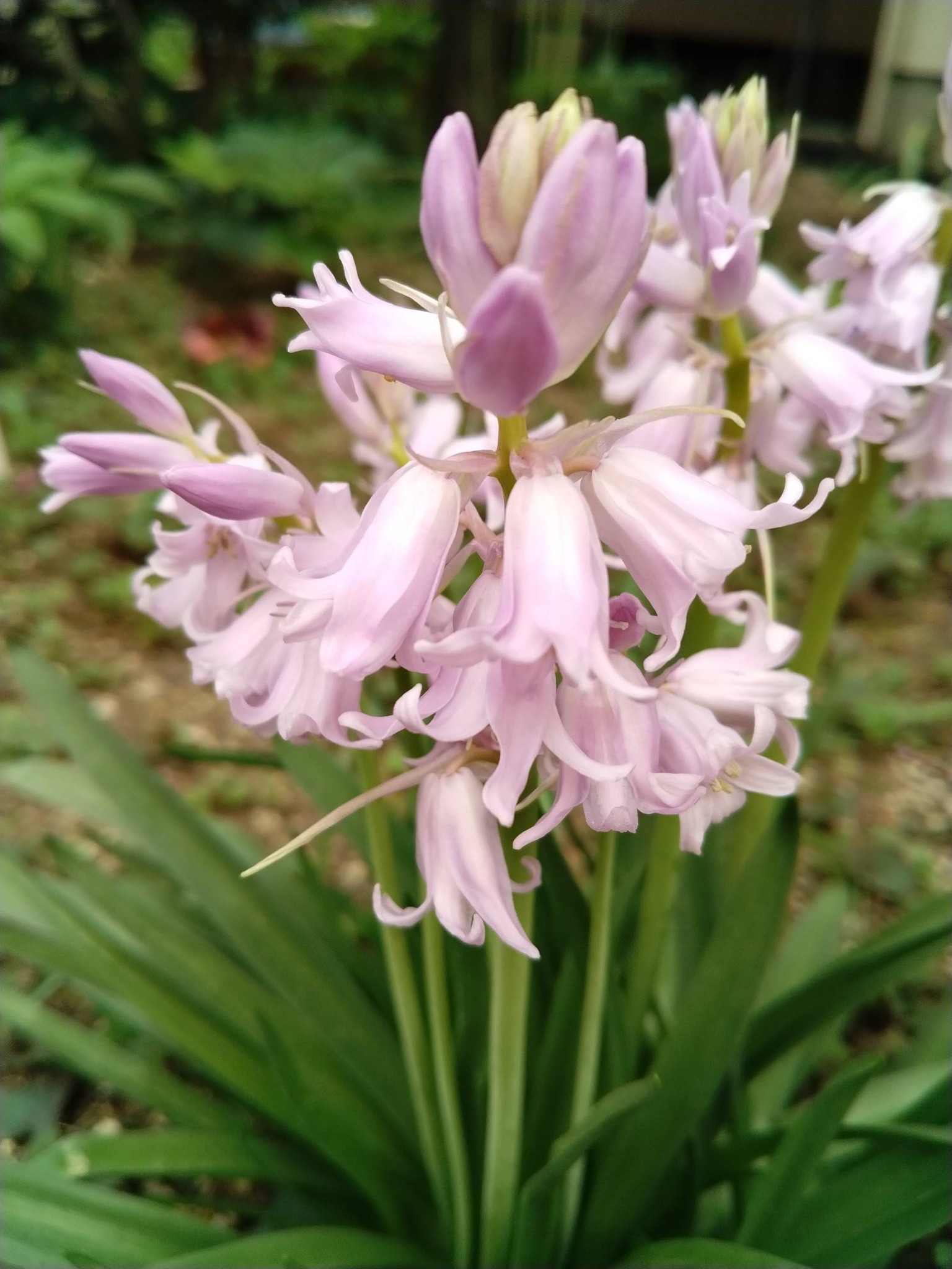 💕🍀🌱 庭便り… 釣鐘水仙(青色・桃色) エビネ・立浪草… 連なって 咲く