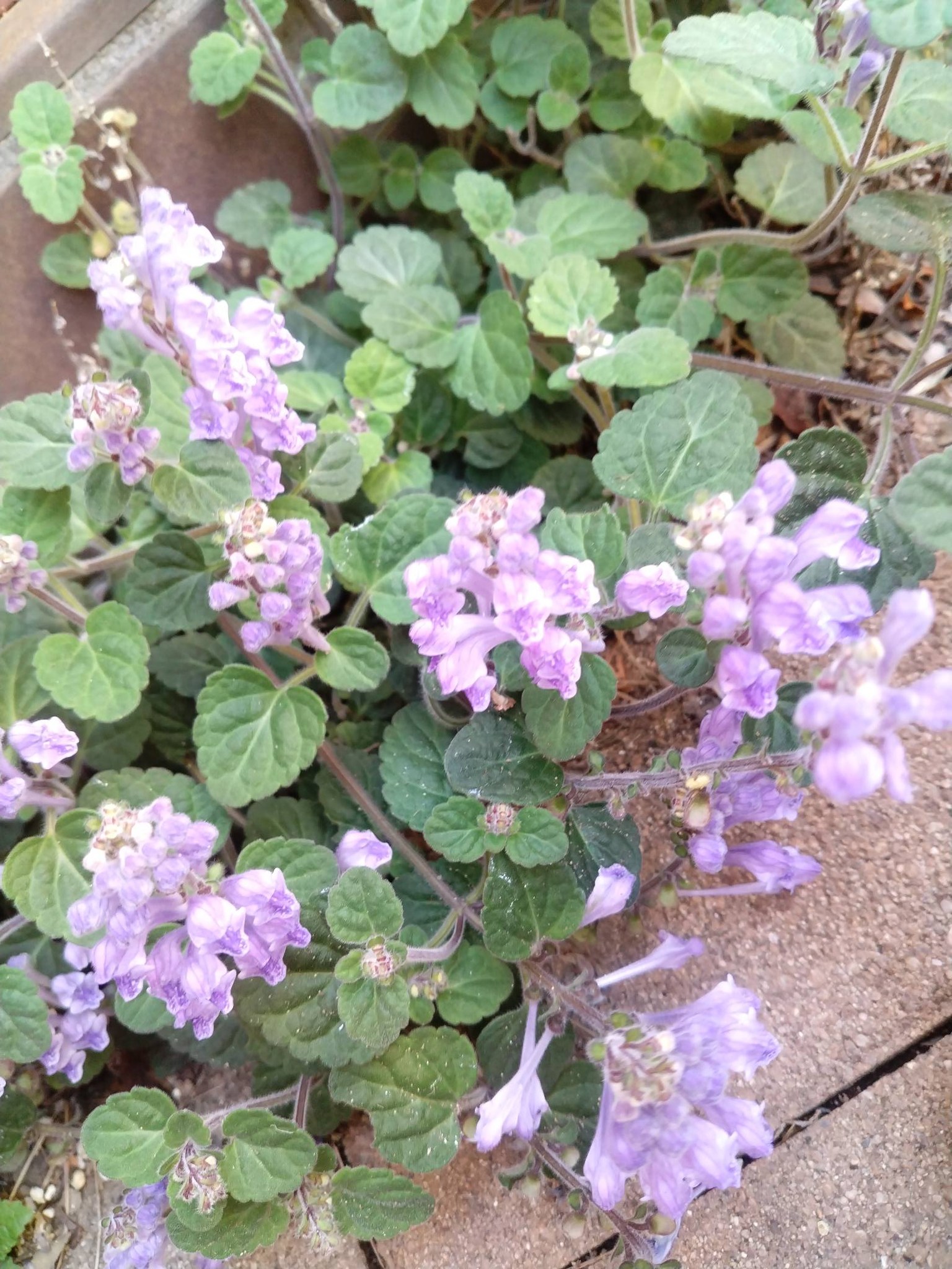 💕🍀🌱 庭便り… 釣鐘水仙(青色・桃色) エビネ・立浪草… 連なって 咲く