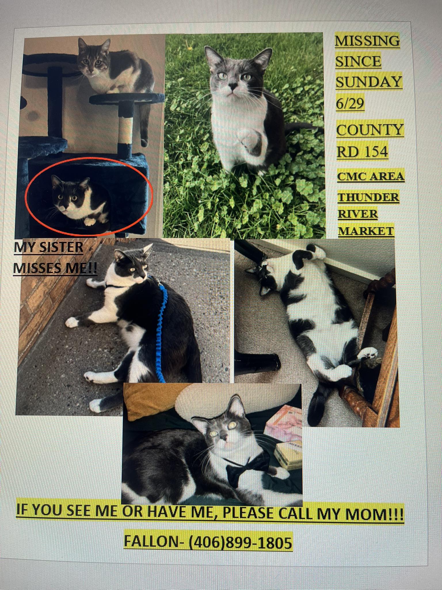 Help finding lost pet in Roaring Fork?