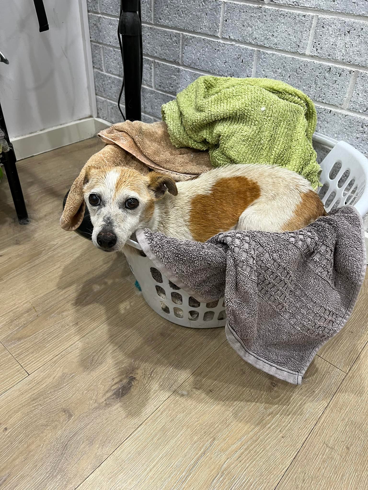 Ruff 2 Fluff - UPDATE - owner found Does anyone...