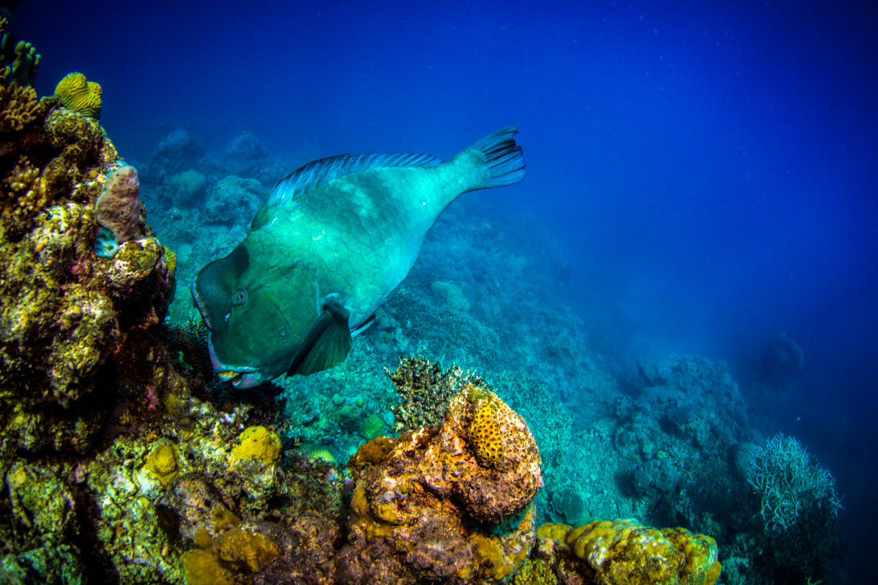 Abc Reef Safaris - Breakfast time, Parrotfish style! 🤿🐠💦 The Green ...