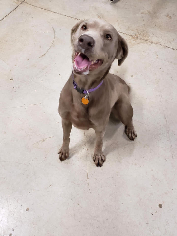 UPDATE: GRACE IS STILL AVAILABLE... - Heartland Lab Rescue | Facebook
