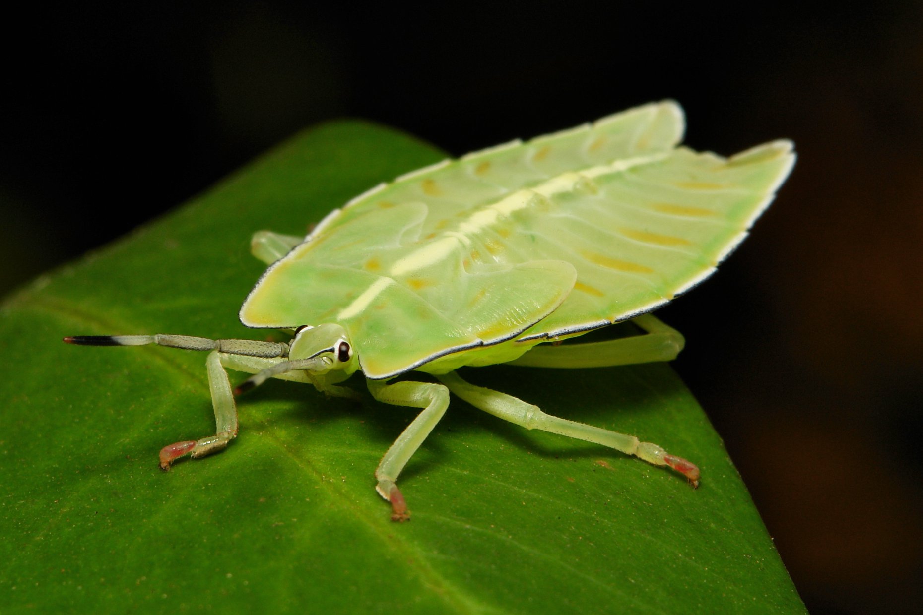Giant shield bug nymph in Yunnan, China