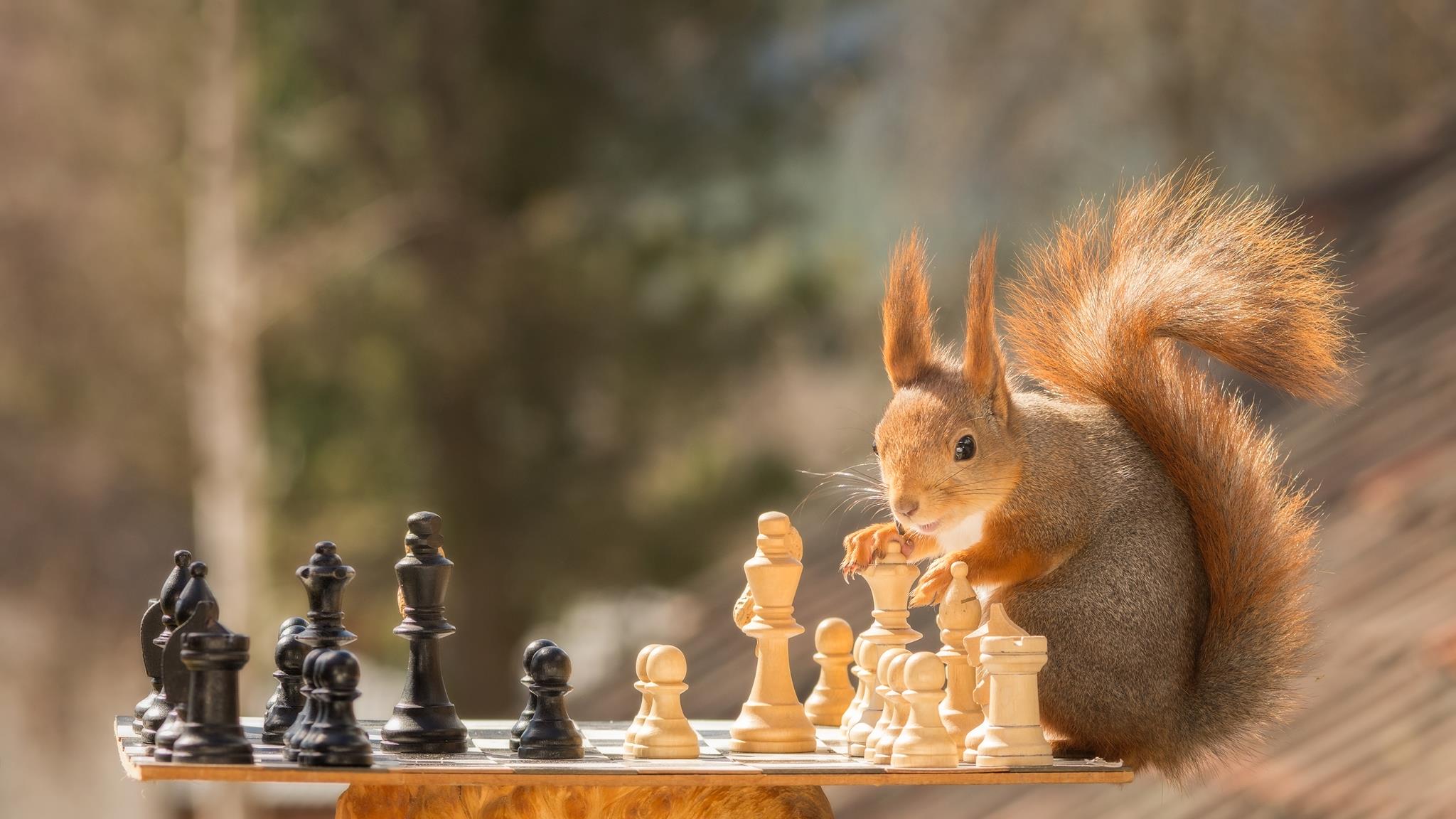 chess-minds-rotorua