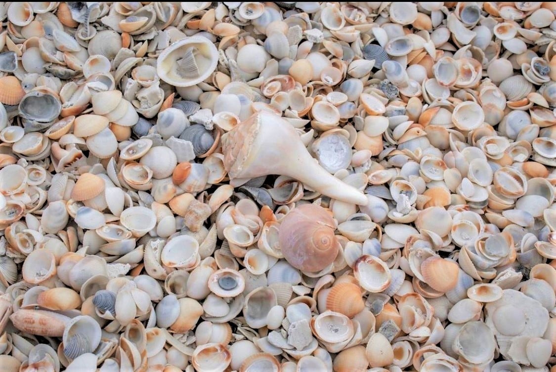 Palm - Calling All You Sea Shell Collectors! For a limited time, sea ...