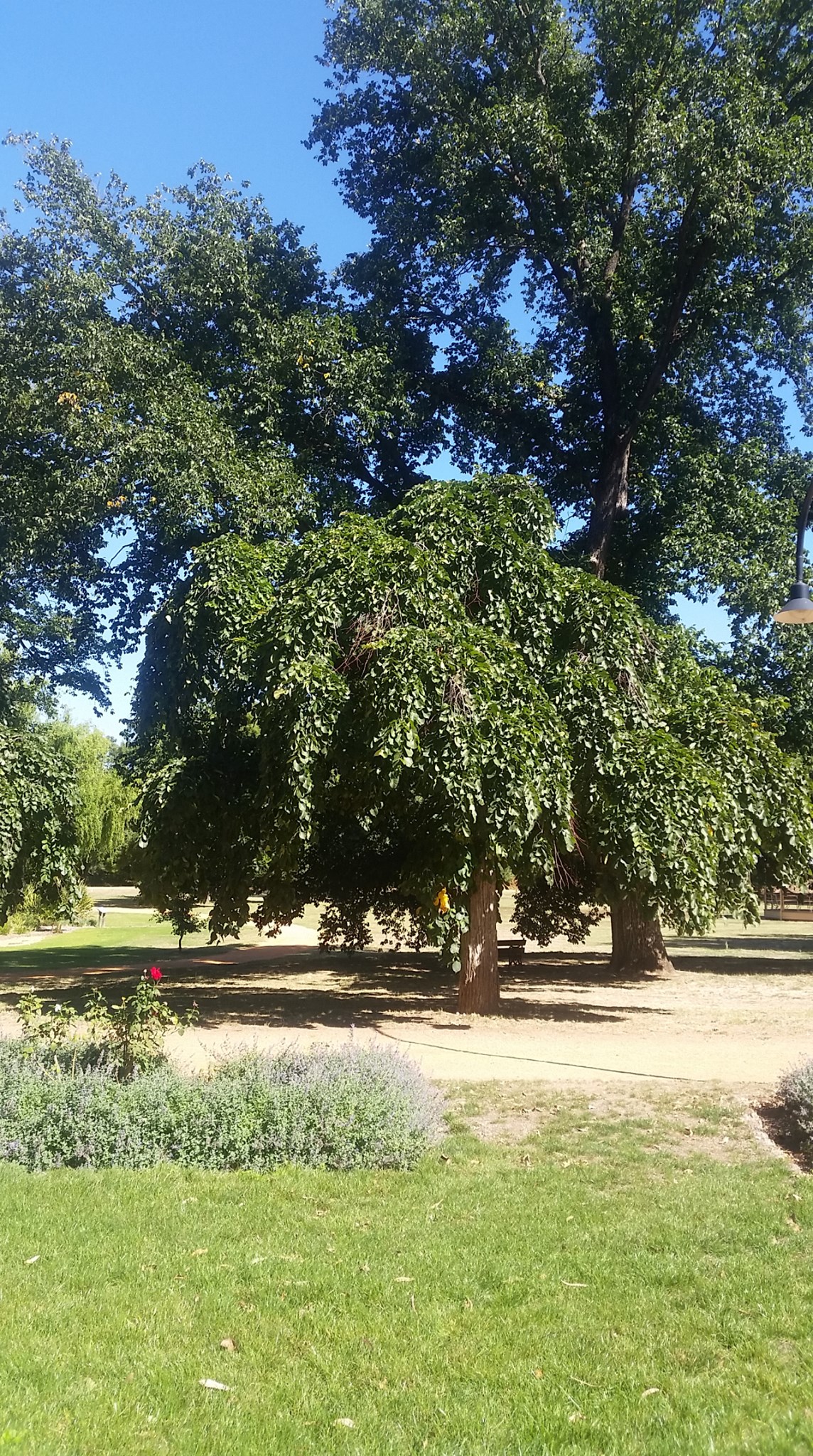 Tea Tree Gully... - Tea Tree Gully District Garden Club Inc.