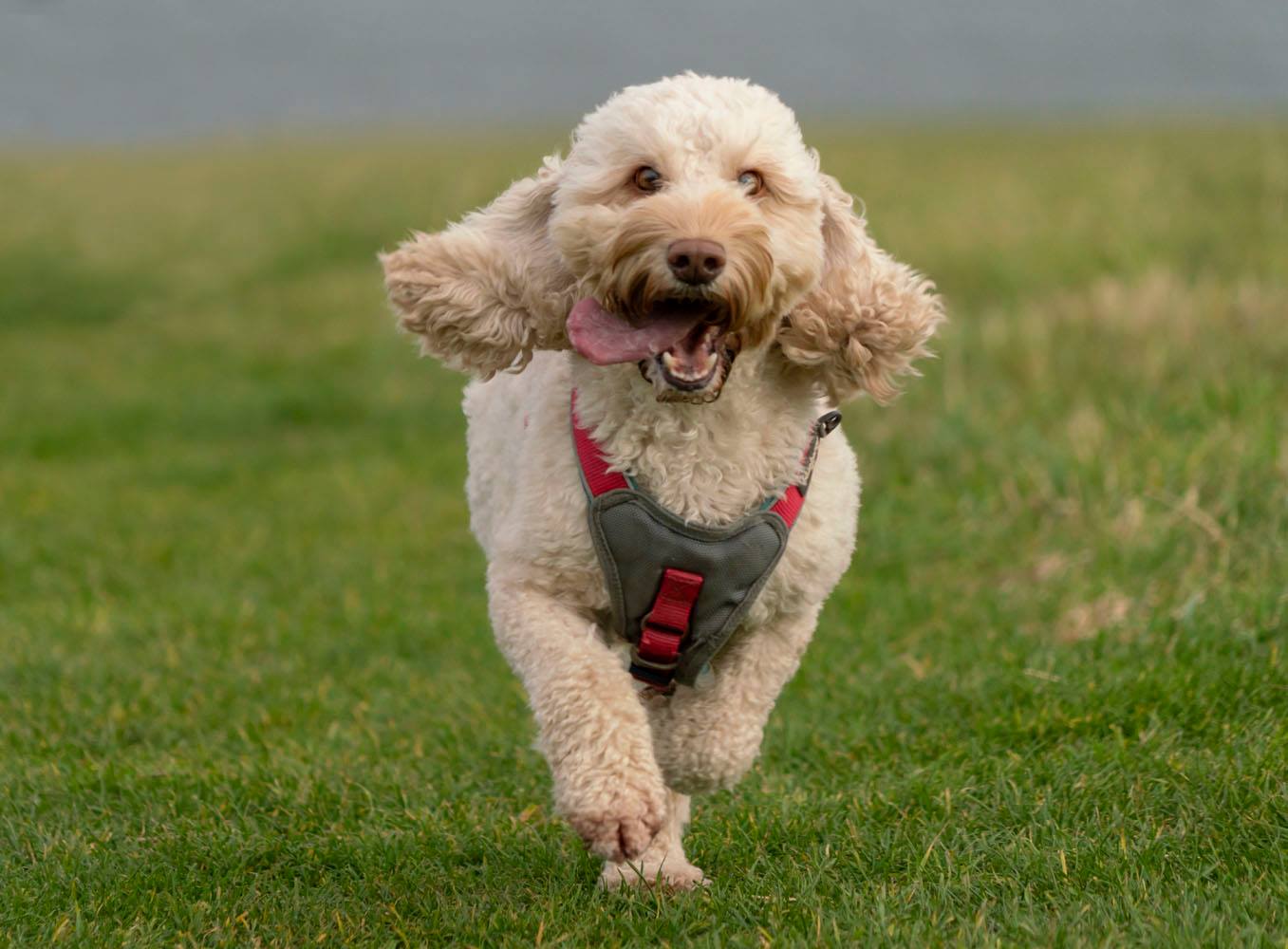Mr Brodie had a wonderful day with... - Brodie the Cockapoo