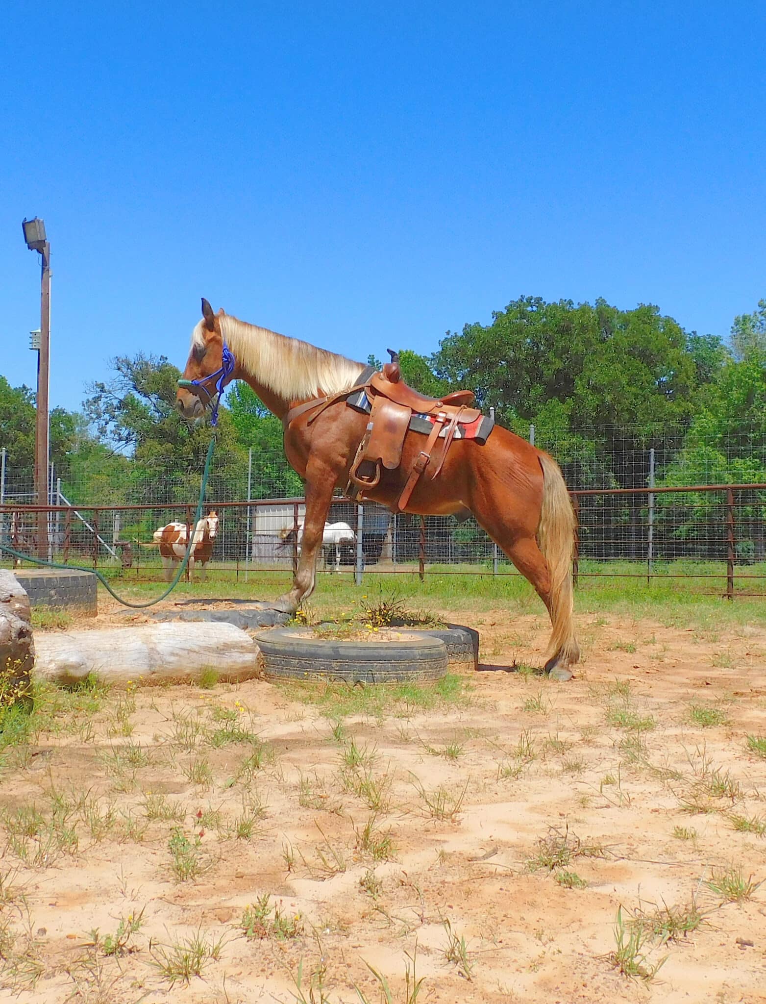 🥪 RUBEN 🥪 𝑻𝒐 𝒗𝒊𝒆𝒘 𝒉𝒆𝒂𝒍𝒕𝒉 𝒅𝒐𝒄𝒔,... - Classic Horse Auction | Facebook