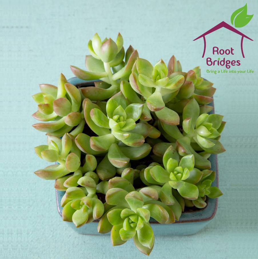 Rhodiola pachyclados, formerly known as Sedum pachyclados, is a