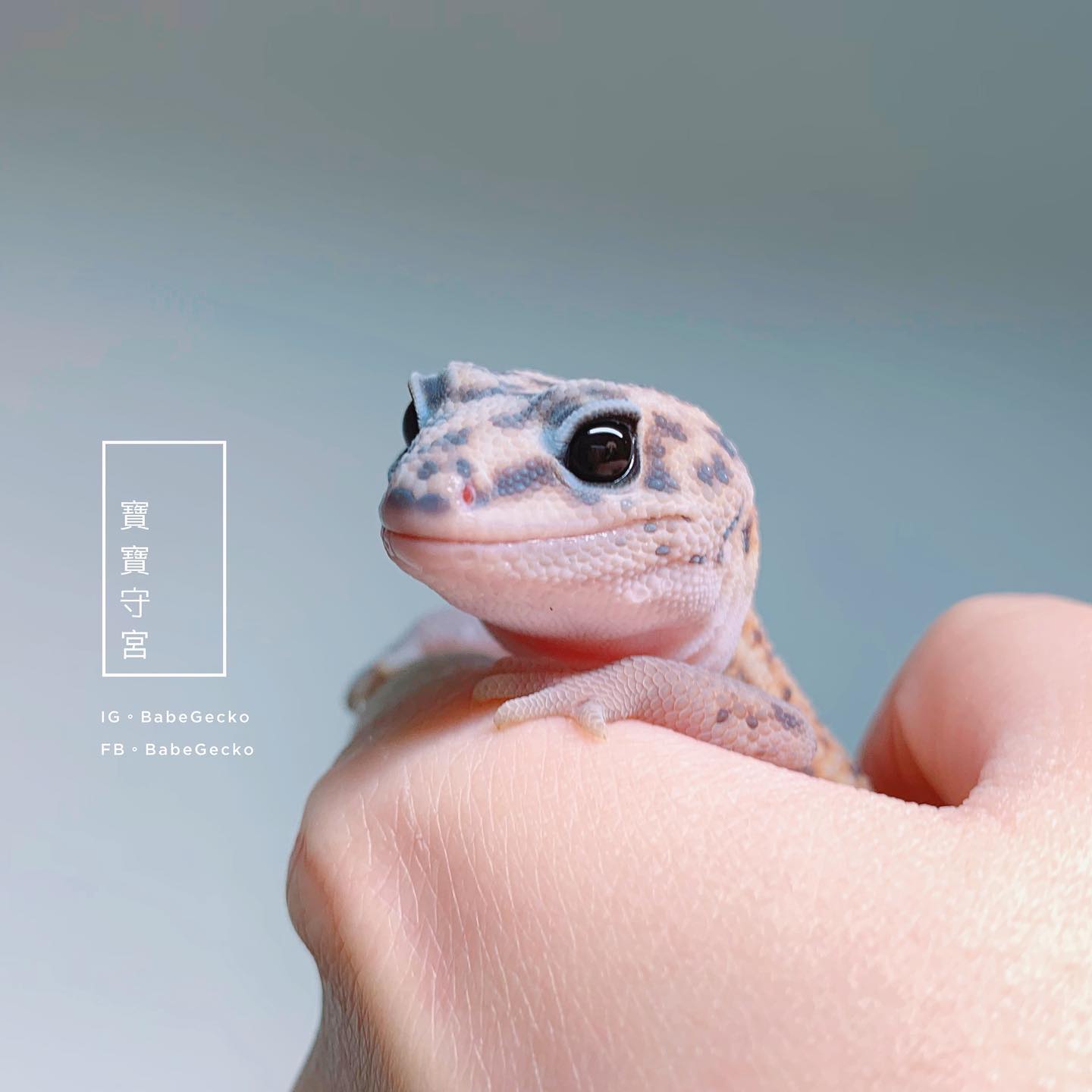 寶寶守宮 Babe Gecko (@BabeGecko) • Facebook