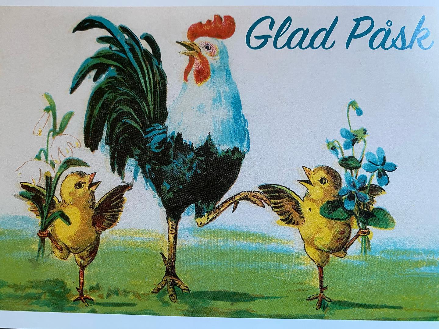 GLAD PÅSK 🐣 Idag kan vi avslöja att... - Sköna Trädgård AB | Facebook