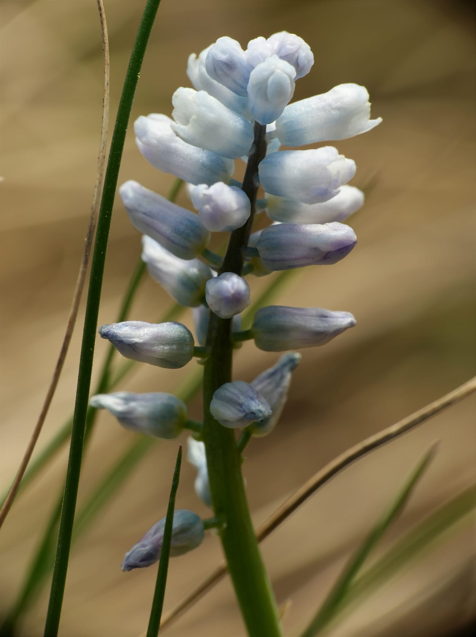 Plante din Romania | Zambila pitică(Hyacinthella leucophaea), 26.03. ...
