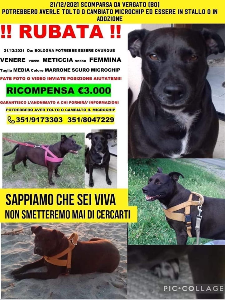 Lab Vet Fioroni | San Benedetto del Tronto