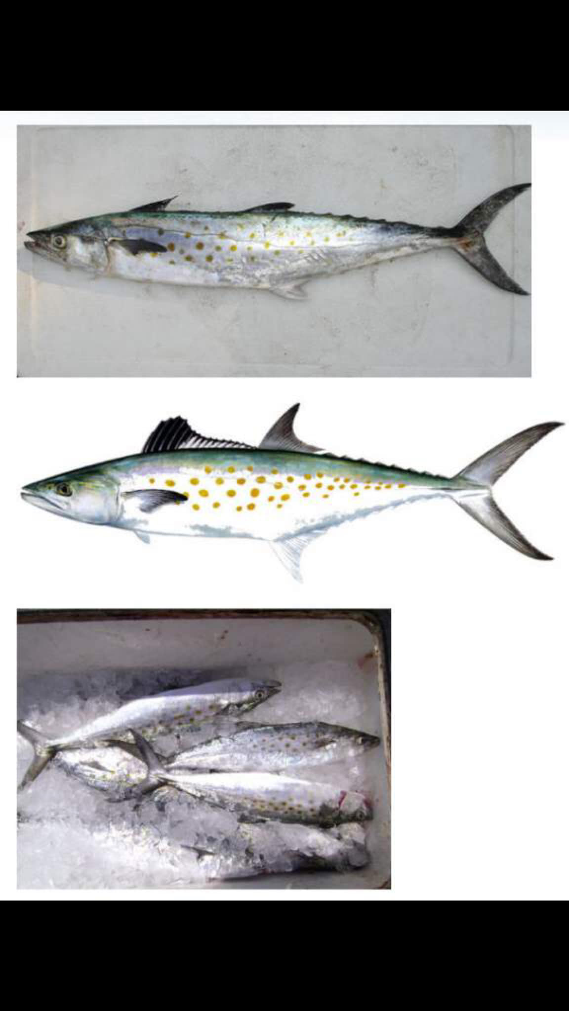 Taz Sea Fish Supplier | Chittagong