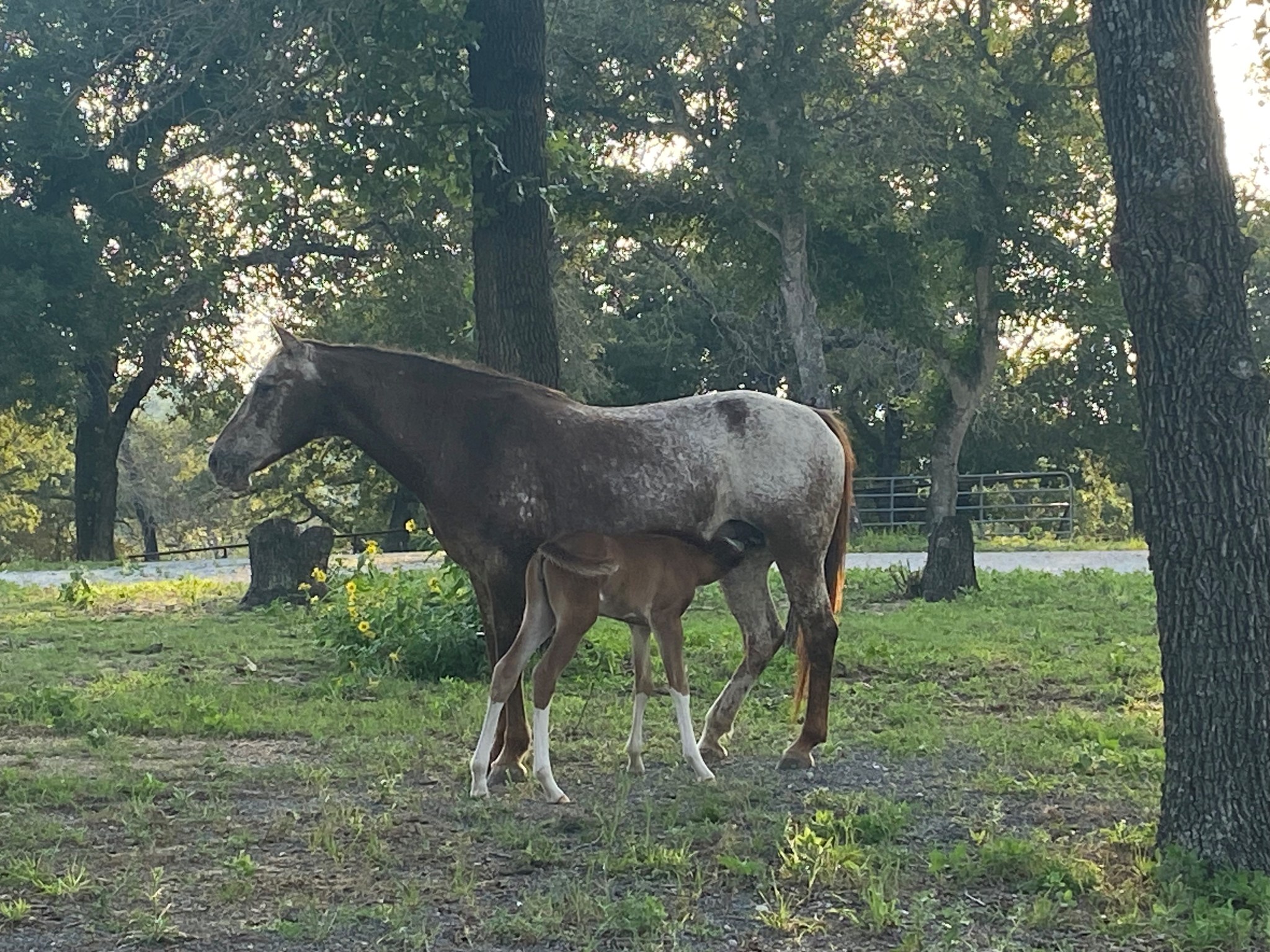 Side Eye Ranch