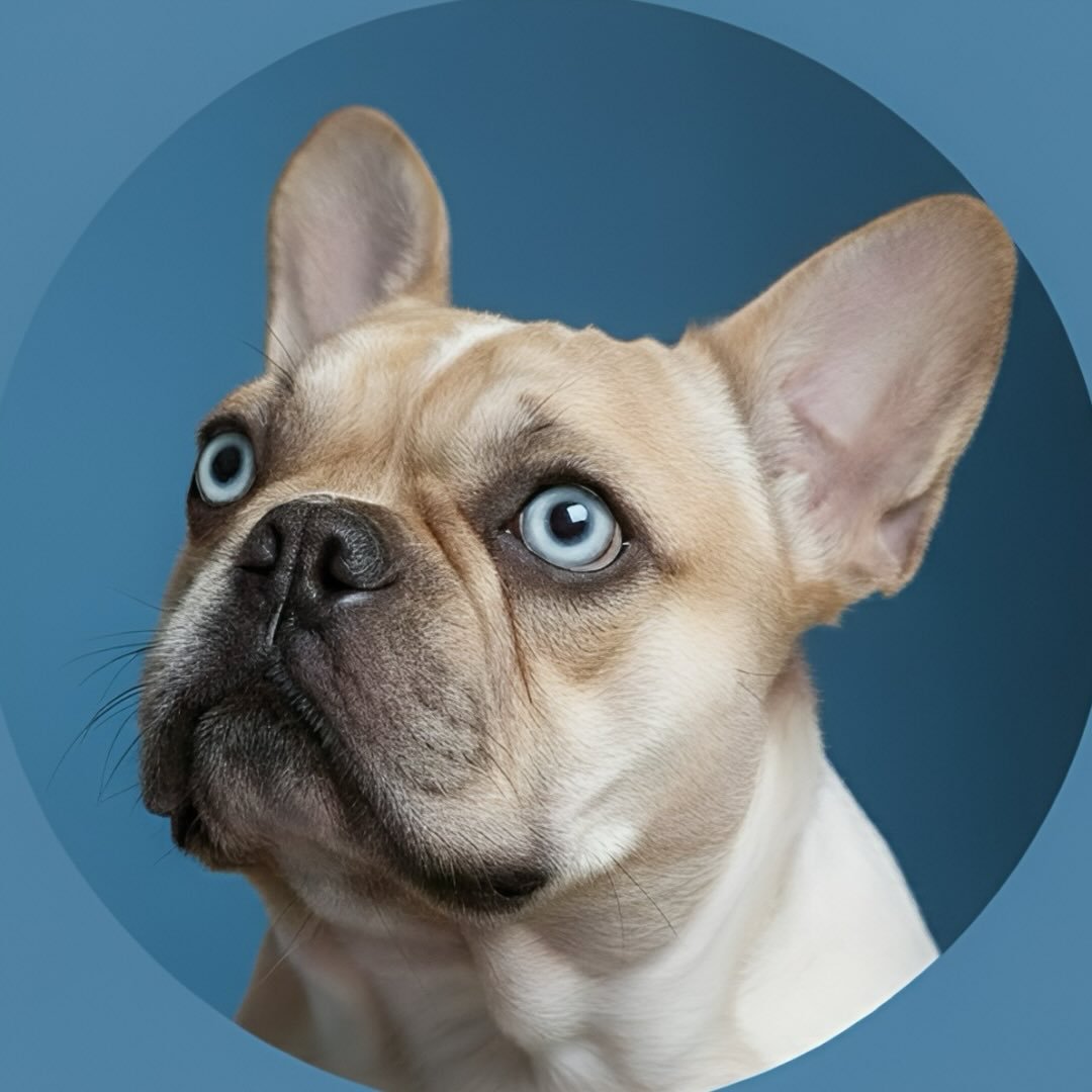 French bulldog core…… #frenchie #bulldogfrancés #bulldog #dogs #fypage ...