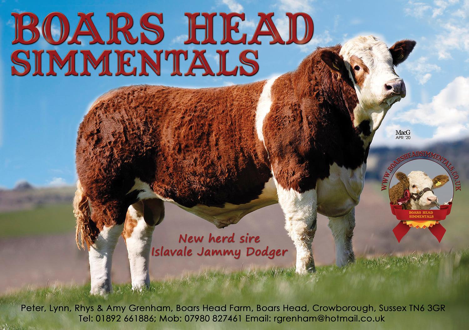 BOARS HEAD SIMMENTALS... - British Simmental Cattle Society | Facebook