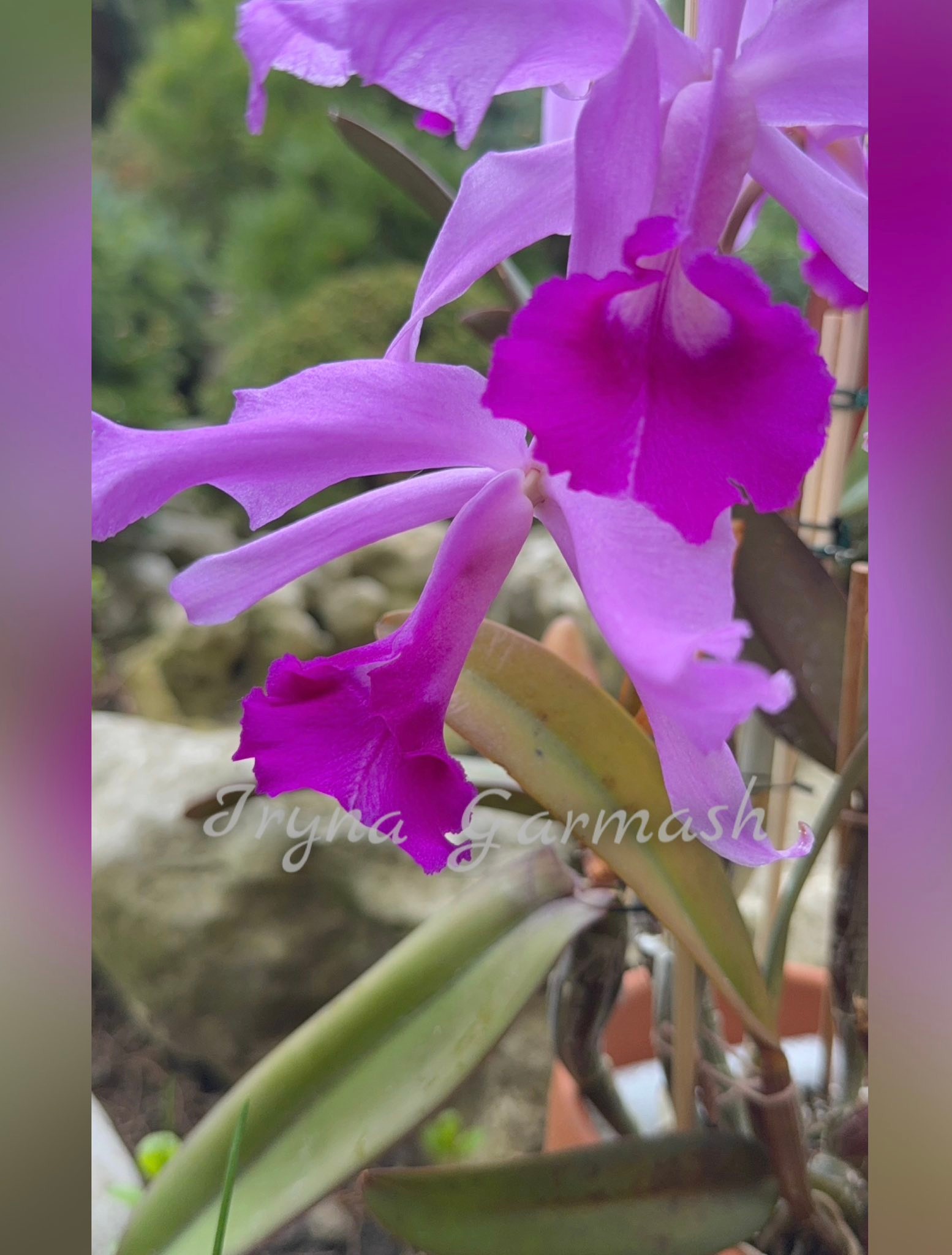 Cattleya lawrenceana flammea 'N1' x lawrenceana flammea 'N 2'(AWZ)