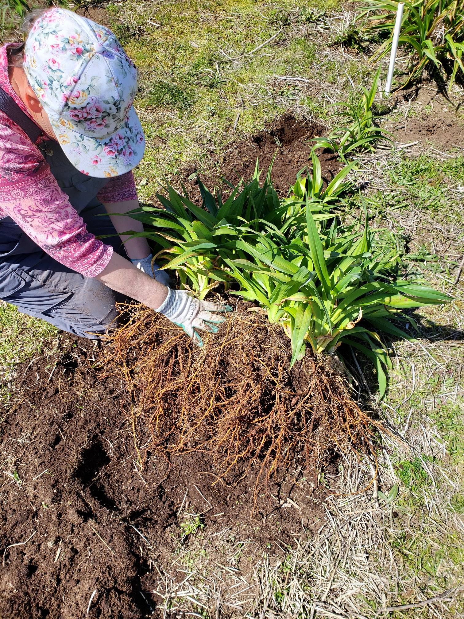 Lily Lane Farm - This is how it looks when Loni an I...