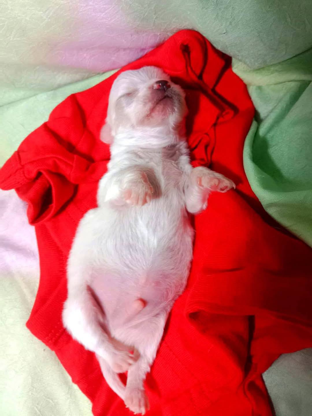 Introduction of a new puppy in Singapore