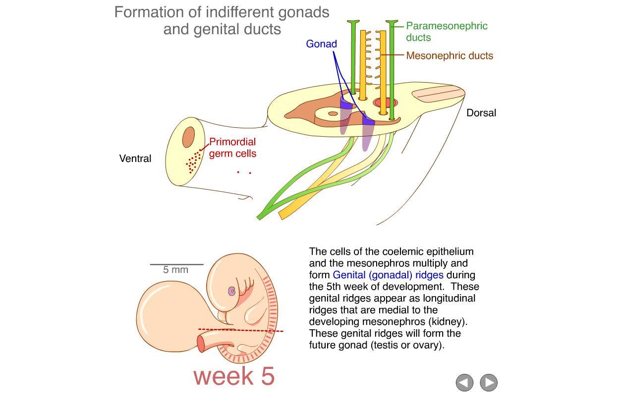 Embryology - Formation of Indifferent Gonads and Genital Ducts