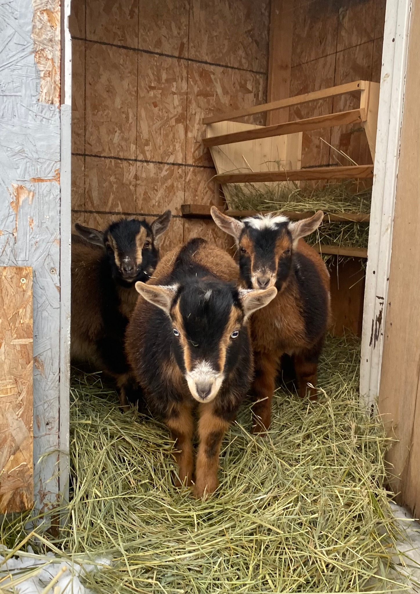 Sweet Ridge Goat Farm | Wheat Ridge CO