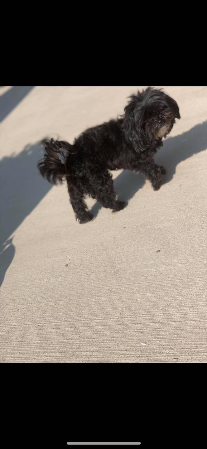 Lost Dog. Fireworks scared... - City of Warren Animal Control | Facebook