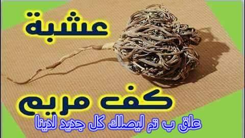 الطب البديل العربي فوائد عشبة كف مريم كف مريم اسمها العلمي Vitex Agnus Castus هي شجرة يصل طولها إلى أربعة أمتار على الأغلب تكون أوراقها متساقطة و رمادية فضية