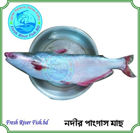 Fresh River Fish.BD | Dhaka