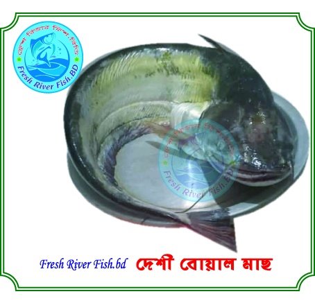 Fresh River Fish.BD | Dhaka