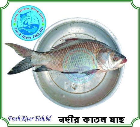 Fresh River Fish.BD | Dhaka