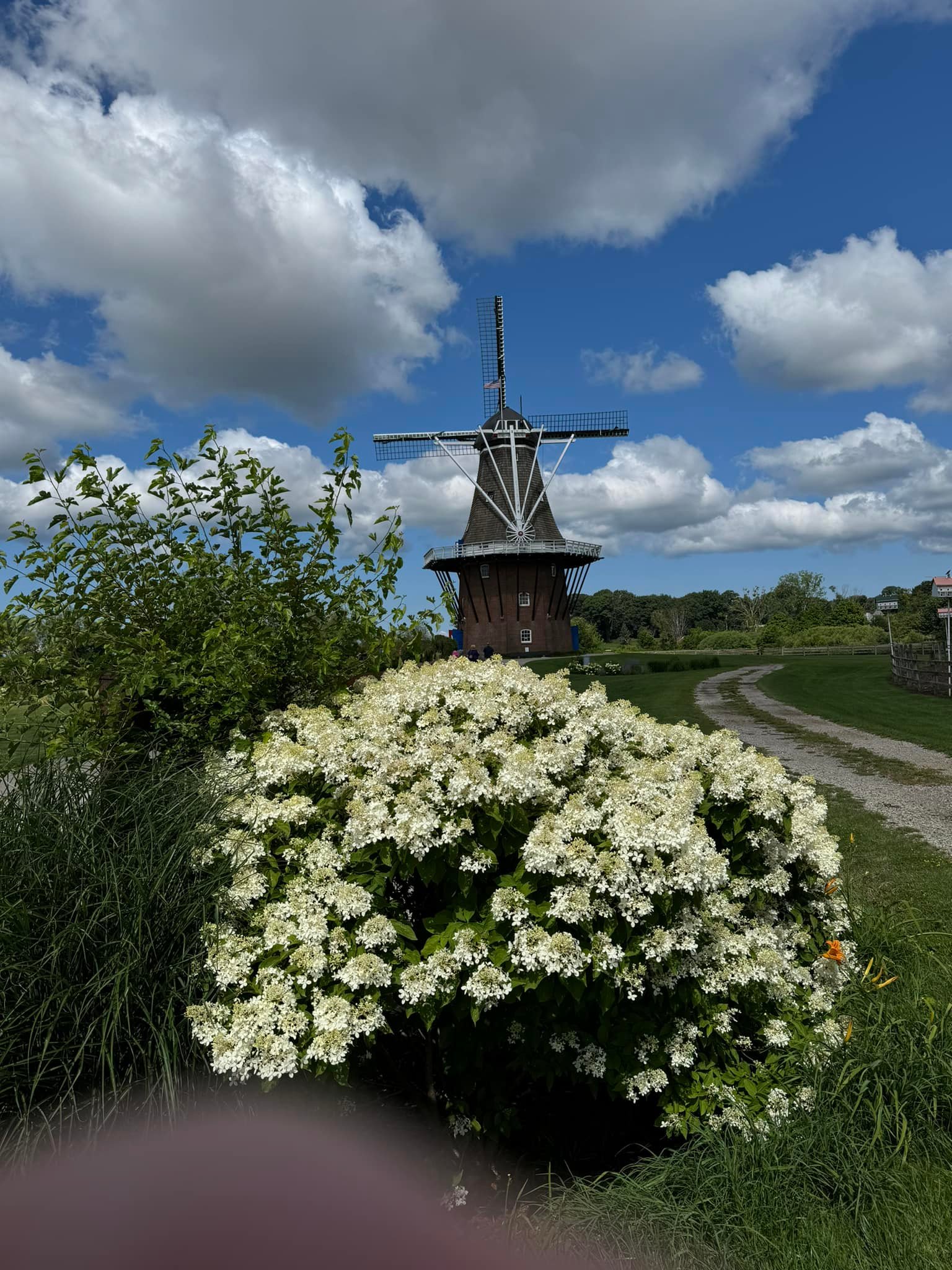 Peak summer bloom at Windmill Island Garden Park in Holland, Michigan.