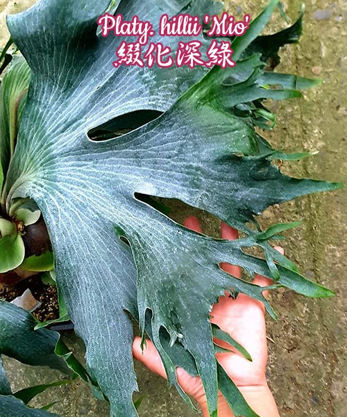 Platy. hillii 'Mio' 綴化深綠📐 Size 尺寸: 3