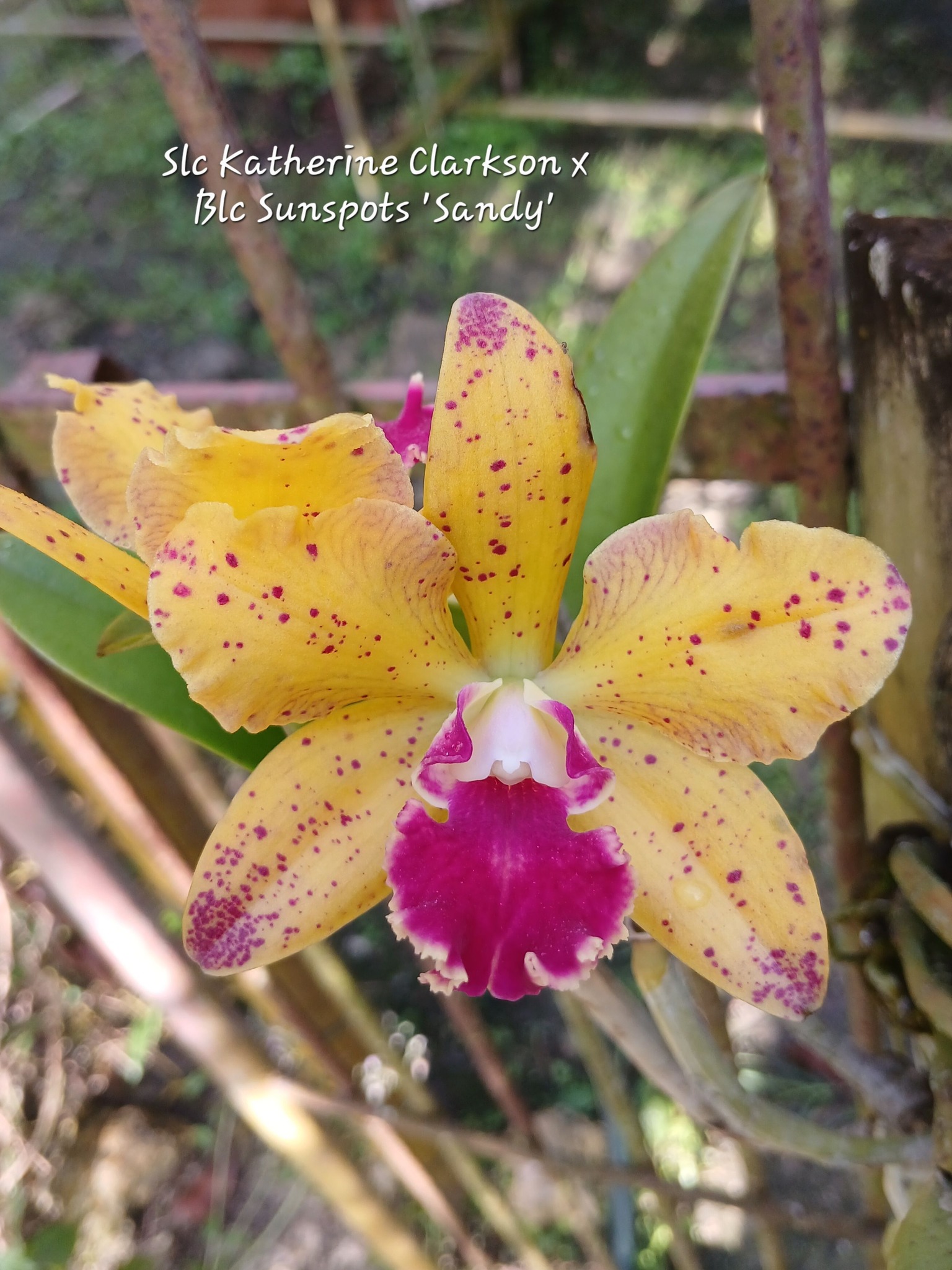Phalaenopsis Star's Chanel, Ming-Shing Lin 2020, 明星香奈兒蝴蝶蘭
