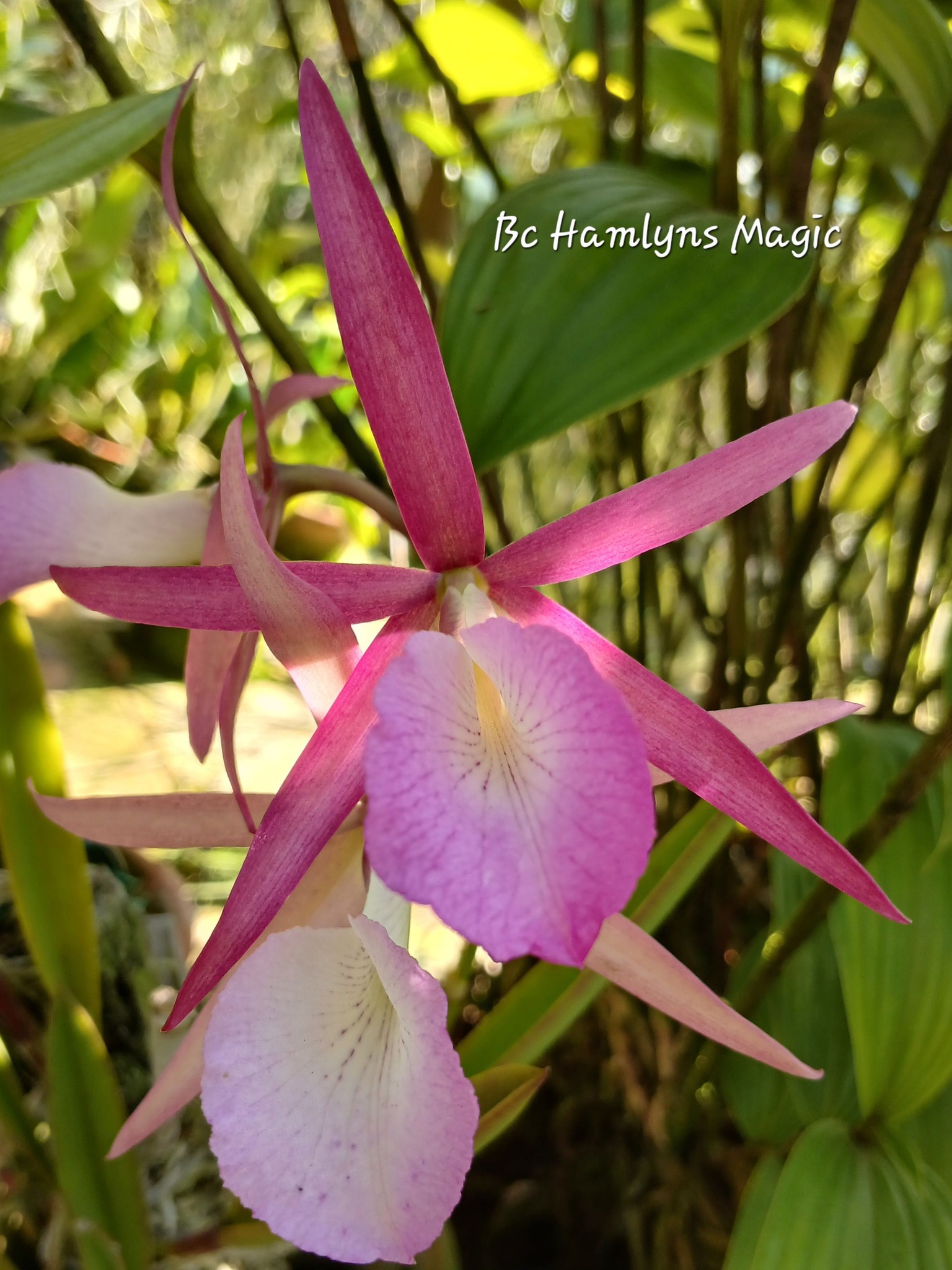 Phalaenopsis Star's Chanel, Ming-Shing Lin 2020, 明星香奈兒蝴蝶蘭