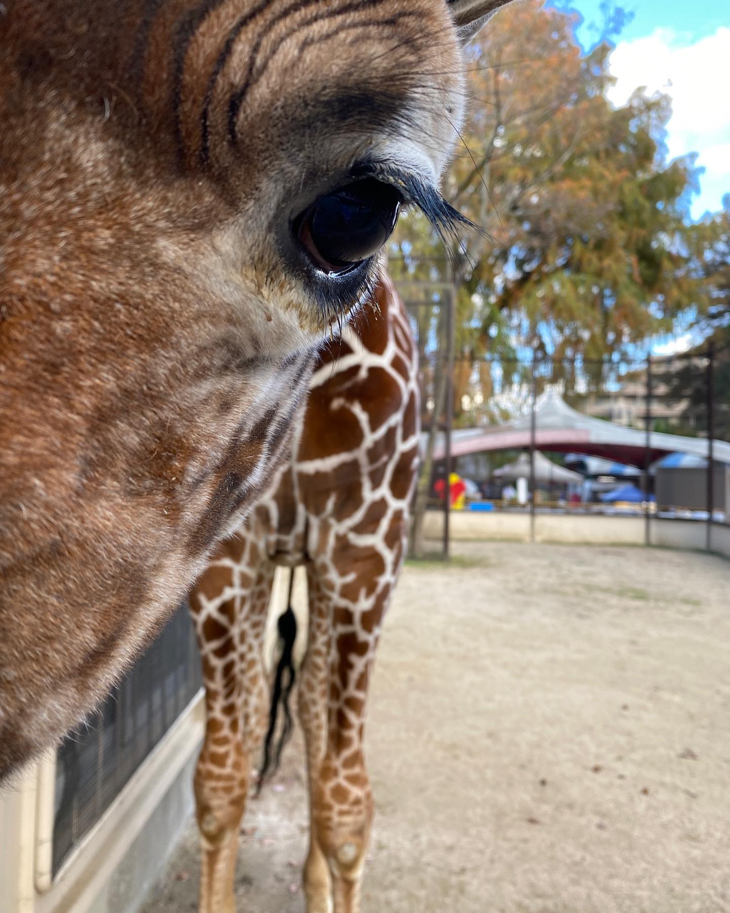 池田動物園 - 長いまつ毛🦒😆 #動物園 #zoo #animal #キリン #giraffe