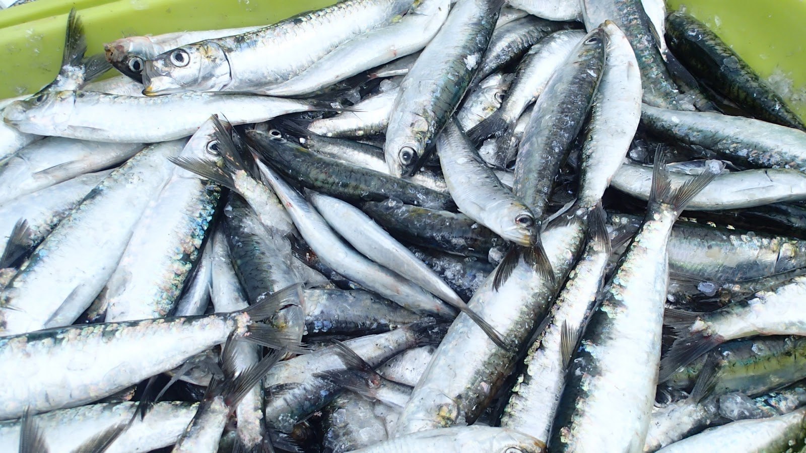 世邦國際物流股份有限公司 - 111.6- 鯷魚 沙丁魚 傻傻分不清 沙丁魚和鯷魚都是不貴的食物，富含Omega-3不飽和脂肪酸，與對頭髮 ...