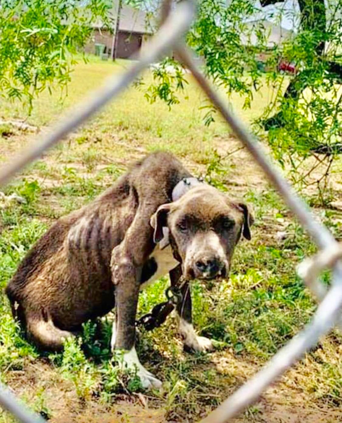 Texas Animal Cruelty Laws - TACL