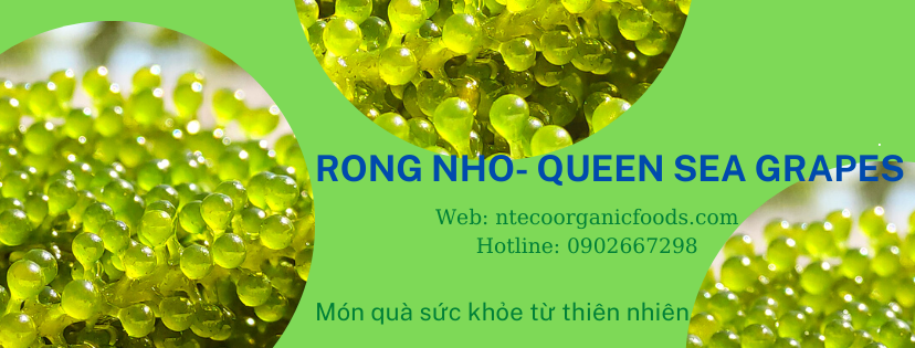 Rong nho Queen Sea Grapes | Nha Trang