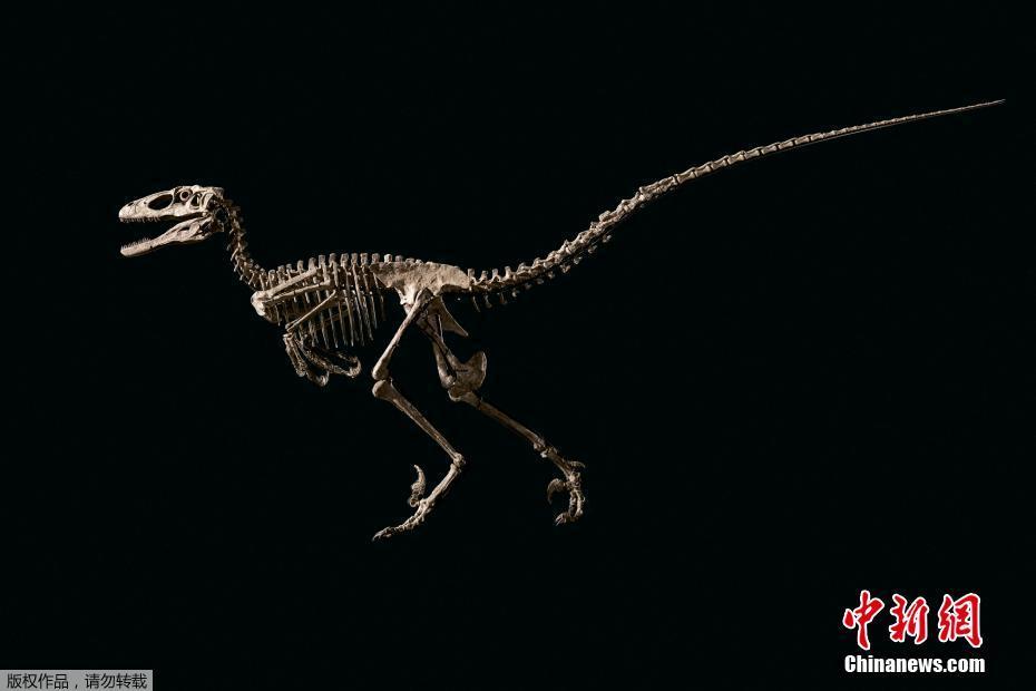 The skeleton is the most complete Deinonychus fossil set ever found.