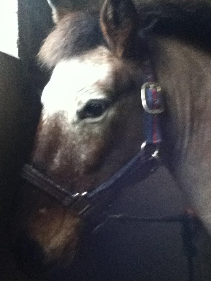 The Spanish Bit Riding School and Livery | Windsor