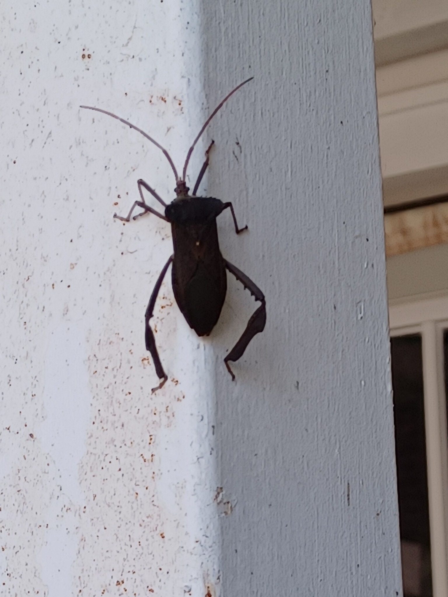 What is this insect found in my house?