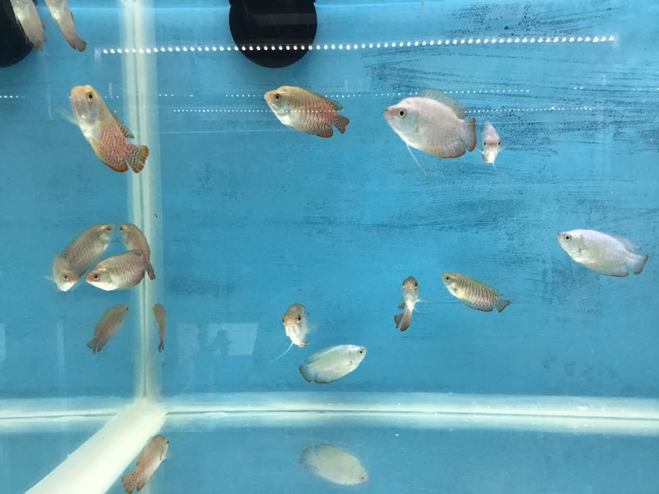 Aztec Aquarium - The Dwarf Gourami has to be one of our... | Facebook