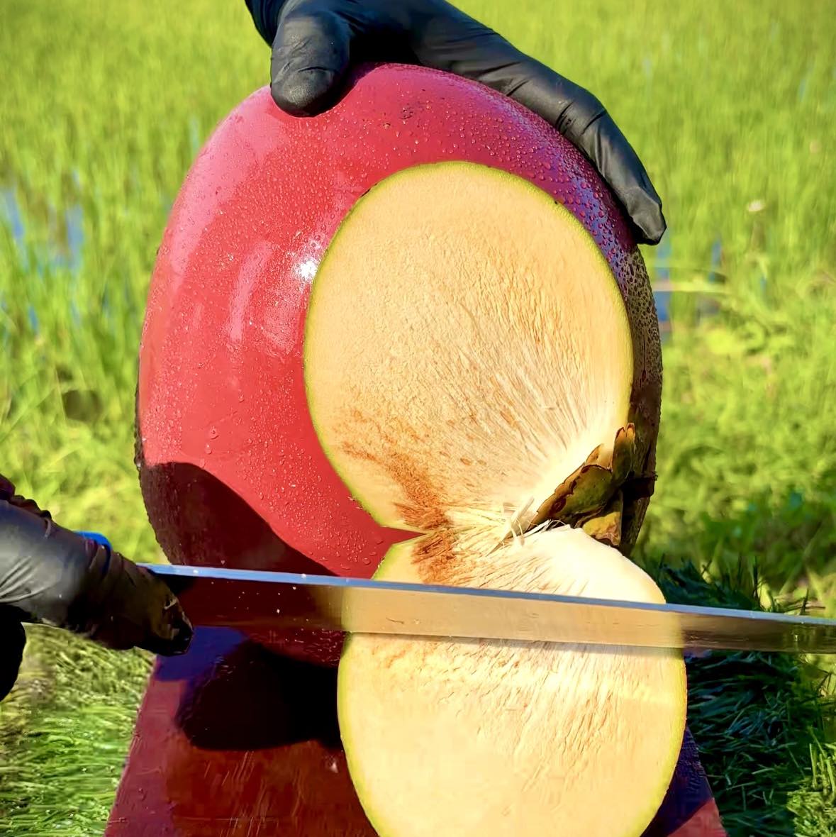 Peeling Fresh Coconut in a Tropical Paradise #asmr #satisfying #coconut ...