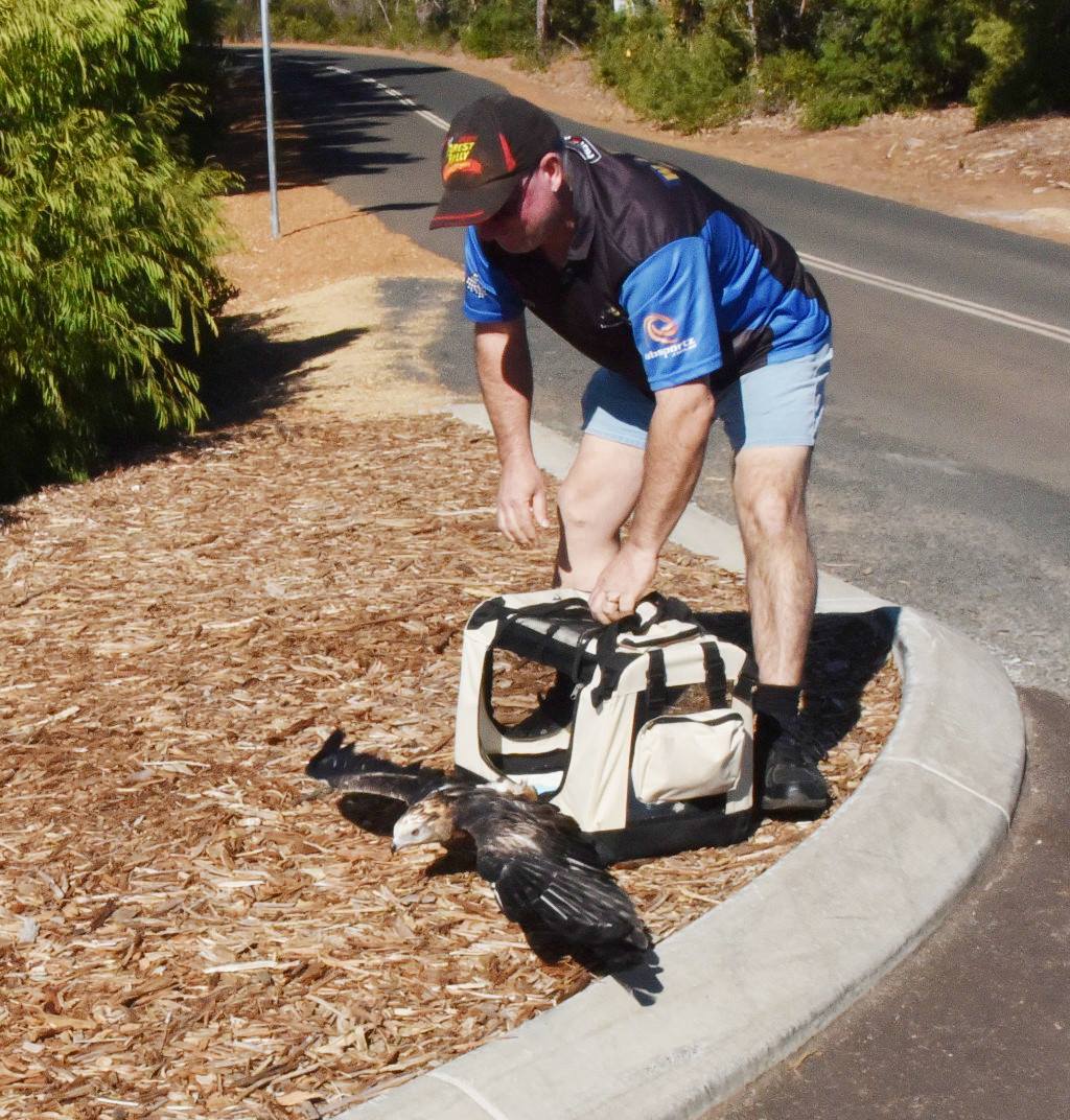 Society for the Preservation of Raptors Inc. | Perth WA