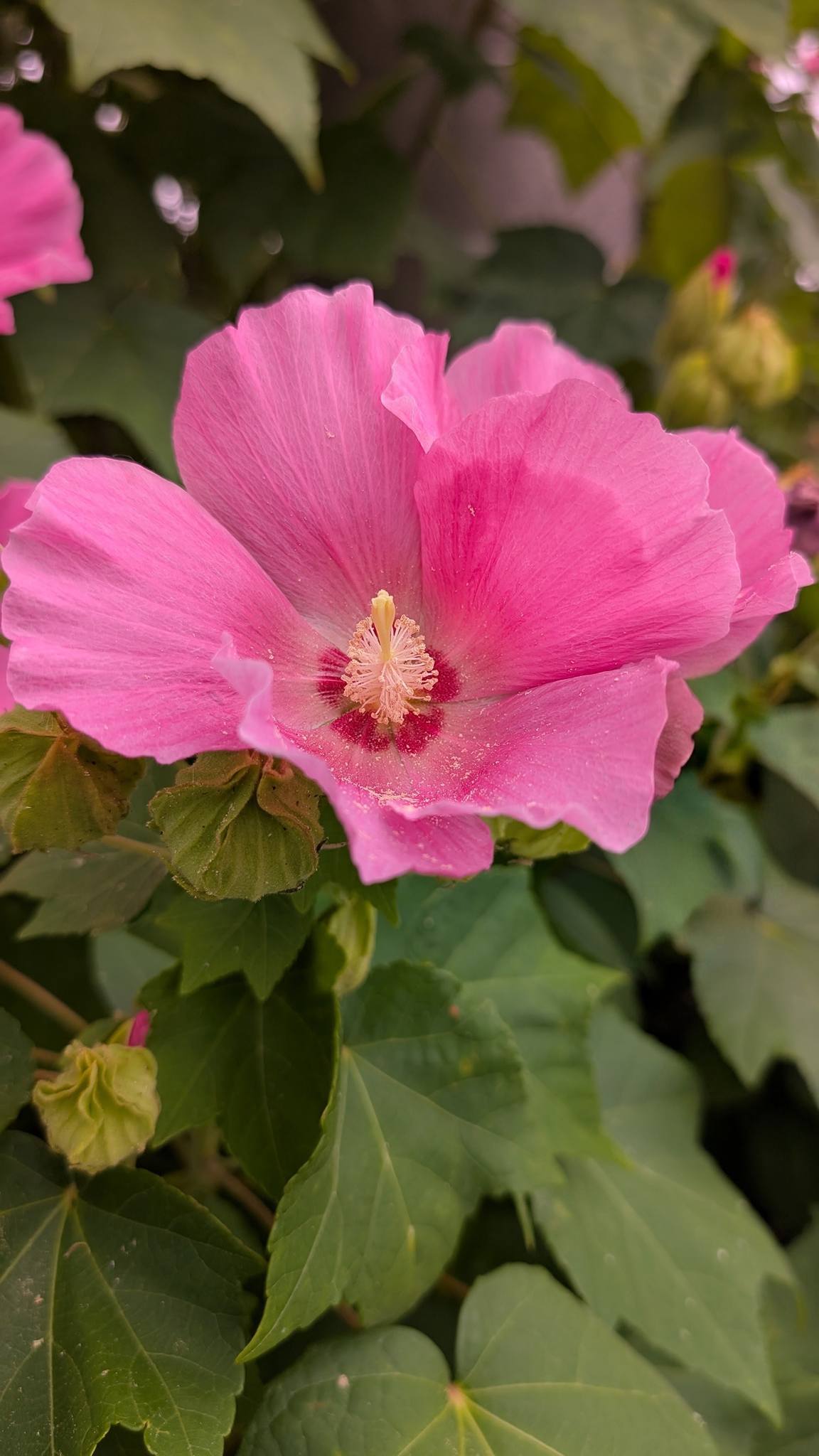 華やかなモダンピンク色 日本芙蓉フヨウ🤭 2026.08.03.愛知県新城市。