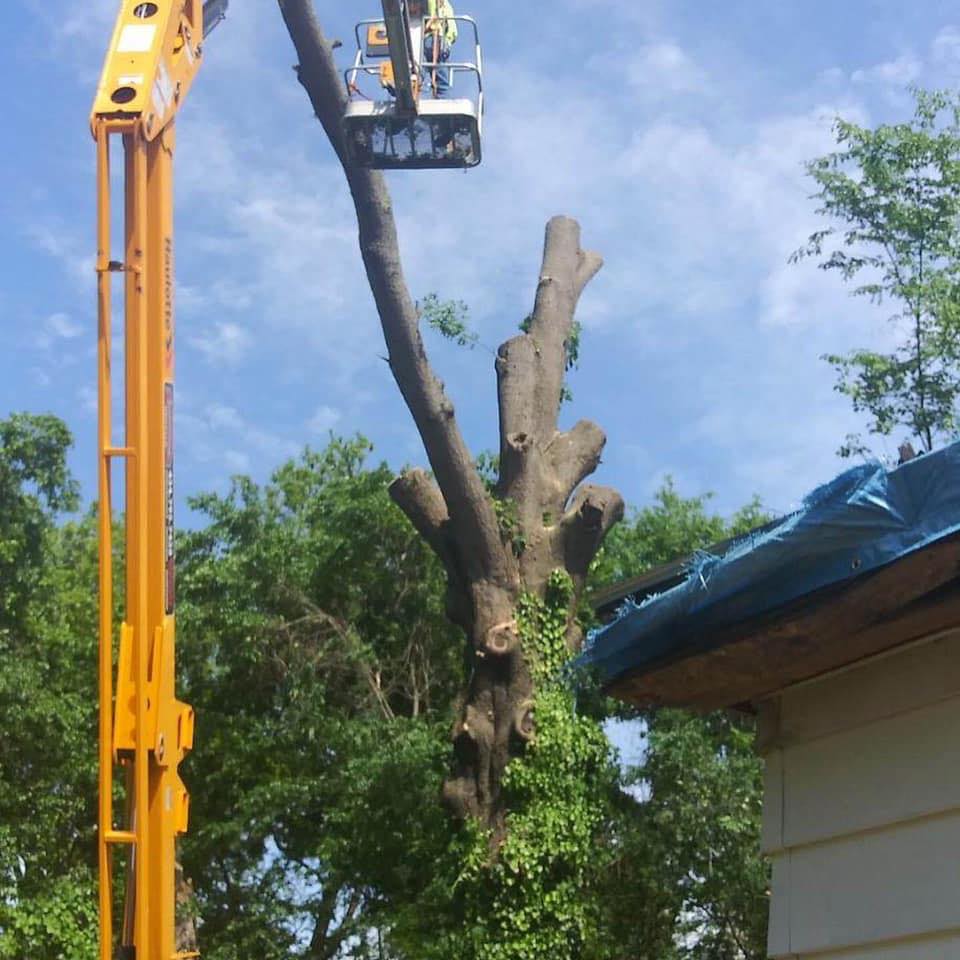 TreePro LLC