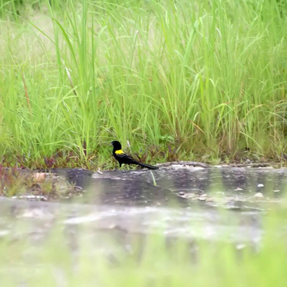 Old Oyo National Park